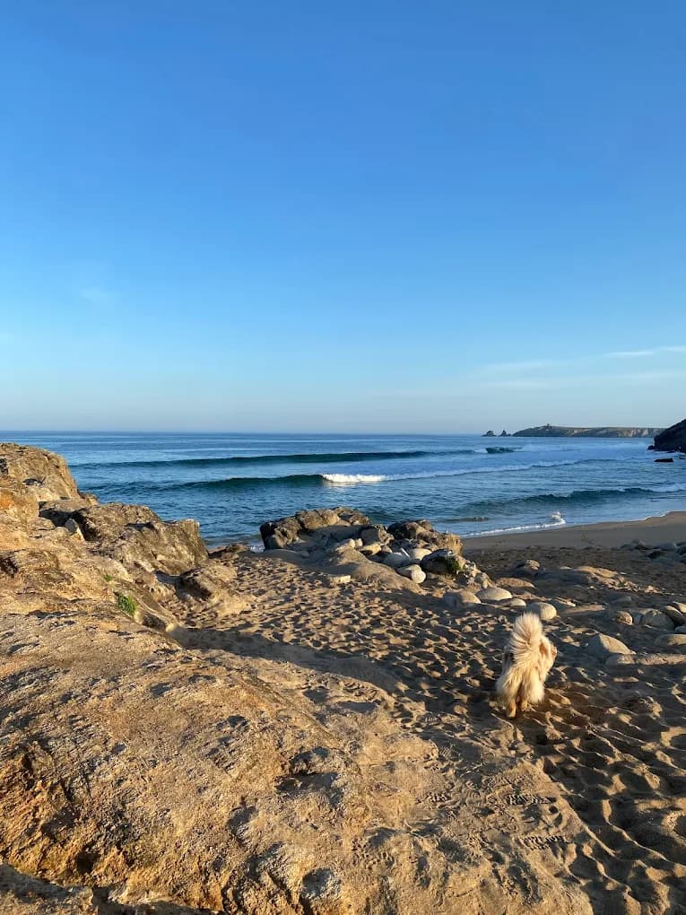 Photo de Blue Dream Surf School